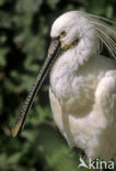 Lepelaar (Platalea leucorodia)