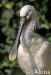 Lepelaar (Platalea leucorodia)