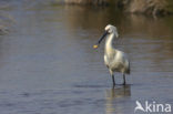 Lepelaar (Platalea leucorodia)