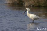 Lepelaar (Platalea leucorodia)