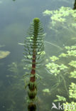 Lidsteng (Hippuris vulgaris)