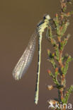 Maanwaterjuffer (Coenagrion lunulatum)