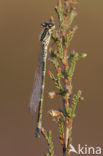 Maanwaterjuffer (Coenagrion lunulatum)