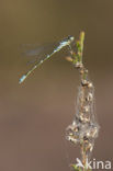 Maanwaterjuffer (Coenagrion lunulatum)