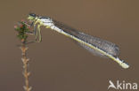 Maanwaterjuffer (Coenagrion lunulatum)