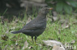 Merel (Turdus merula)