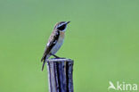 Paapje (Saxicola rubetra) 