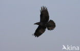 Raaf (Corvus corax) 