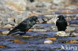 Raaf (Corvus corax) 