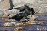 Raaf (Corvus corax) 