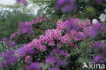 Rododendron (Rhododendron)