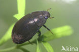 Roodpootwatertor (Hydrobius fuscipes)