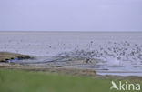 Scholekster (Haematopus ostralegus)