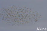 Spreeuw (Sturnus vulgaris)