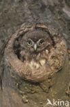 Steenuil (Athene noctua) 