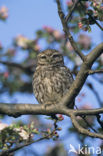 Steenuil (Athene noctua) 