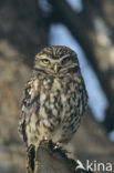 Steenuil (Athene noctua) 