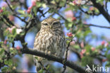 Steenuil (Athene noctua) 