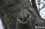 Steenuil (Athene noctua) 