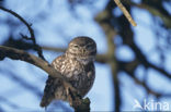 Steenuil (Athene noctua) 