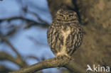 Steenuil (Athene noctua) 