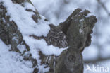 Steenuil (Athene noctua) 