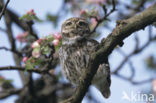 Steenuil (Athene noctua) 