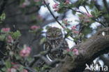 Steenuil (Athene noctua) 