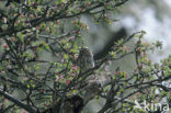 Steenuil (Athene noctua) 