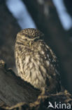 Steenuil (Athene noctua) 