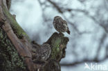 Steenuil (Athene noctua) 