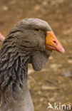 Toulouse gans (Anser anser f. domestica)