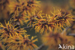 Toverhazelaar (Hamamelis mollis)