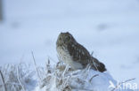 Velduil (Asio flammeus) 