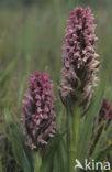 Vleeskleurige orchis (Dactylorhiza incarnata) 