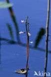 Waterlobelia (Lobelia dortmanna) 