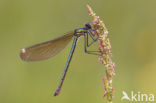 Weidebeekjuffer (Calopteryx splendens)