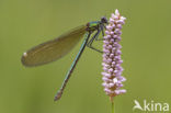 Weidebeekjuffer (Calopteryx splendens)