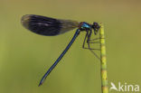 Weidebeekjuffer (Calopteryx splendens)