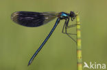 Weidebeekjuffer (Calopteryx splendens)