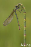 Weidebeekjuffer (Calopteryx splendens)