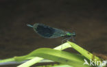 Weidebeekjuffer (Calopteryx splendens)