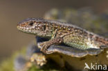 Zandhagedis (Lacerta agilis) 