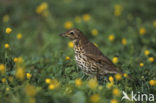 Zanglijster (Turdus philomelos)