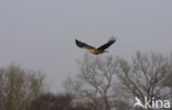 Zeearend (Haliaeetus albicilla)