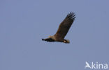 Zeearend (Haliaeetus albicilla)