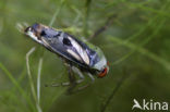 Zwart bootsmannetje (Notonecta obliqua)