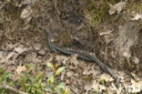 Adder (Vipera berus) 