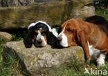 Basset hound (Canis domesticus)