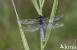 Beekoeverlibel (Orthetrum coerulescens) 